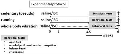 Whole-body vibration as a passive alternative to exercise after myocardial damage in middle-aged female rats: Effects on the heart, the brain, and behavior